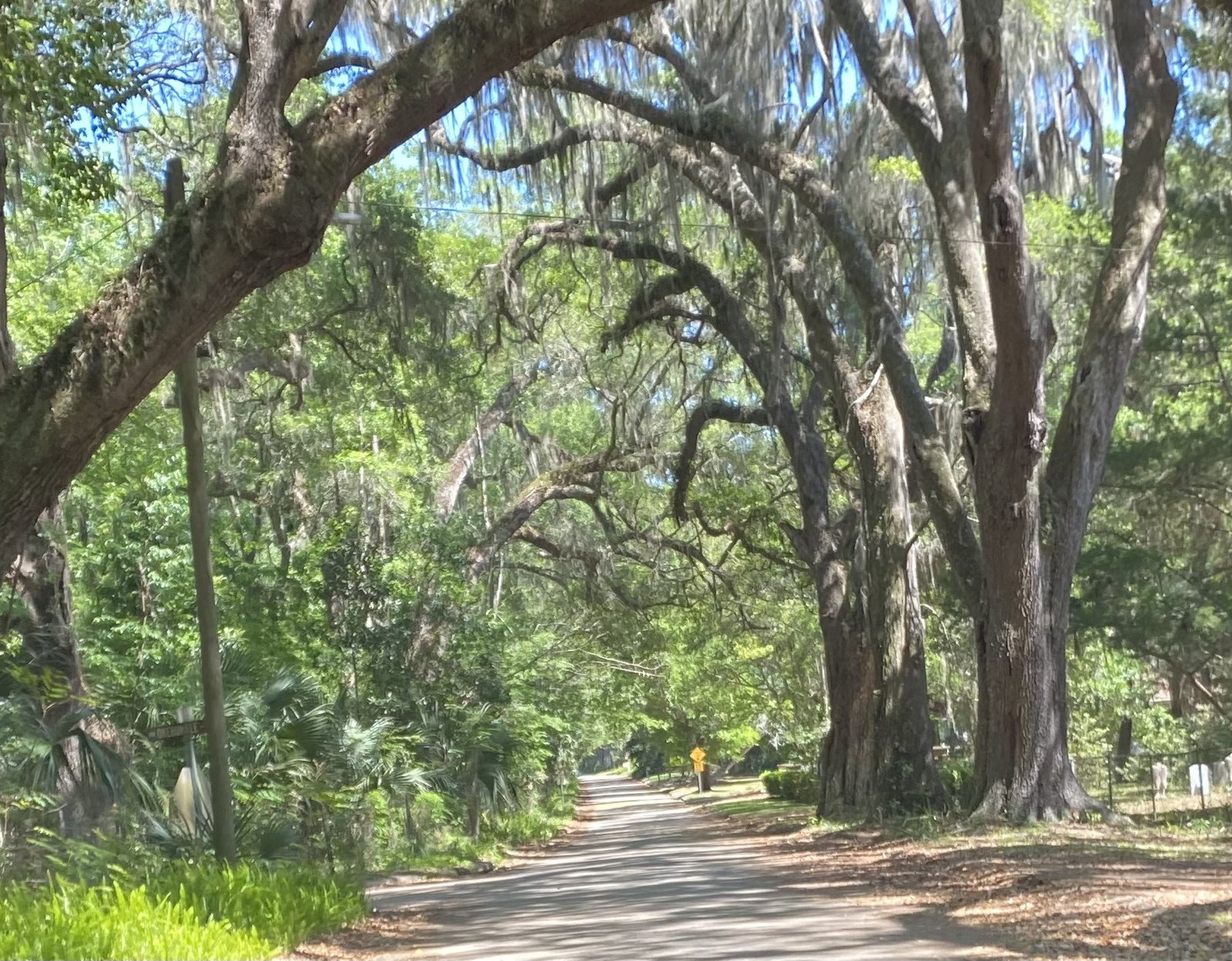 Street in Micanopy, Florida
